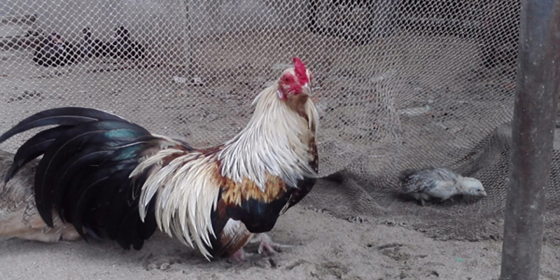 Cách Chọn Gà Đá Cựa: Bí Quyết Thắng Lớn Từ Hello88 3 Các giống gà có thể tham gia đá cựa