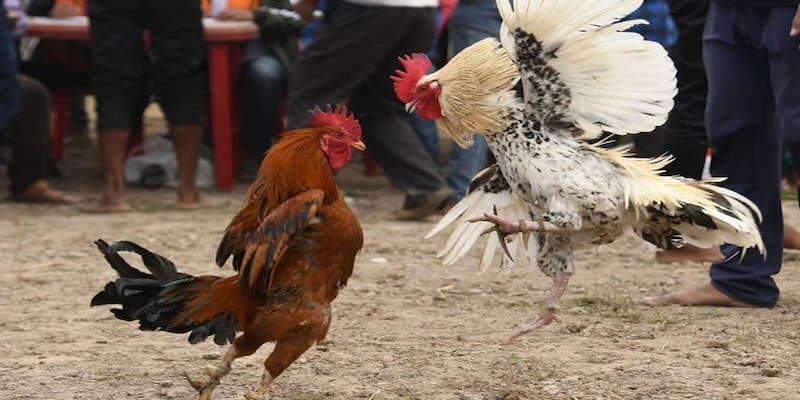 Đá Gà Campuchia Hello88 Cùng Luật Thi Đấu Chi Tiết 2025 4 da-ga-campuchia-hello88-3