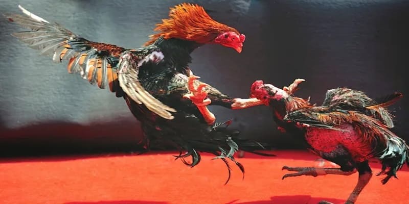 Đá Gà Mộc Bài Hello88 Và Các Quy Tắc Tổ Chức Thi Đấu Cơ Bản 3 da-ga-moc-bai-hello88-2