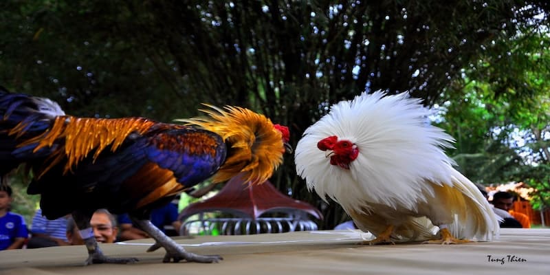 Đá Gà Mộc Bài Hello88 Và Các Quy Tắc Tổ Chức Thi Đấu Cơ Bản 1 da-ga-moc-bai-hello88