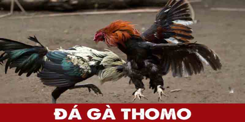 Đá Gà Thomo: Trải Nghiệm Tại Hello88 Với Trận Đấu Kịch Tính 1 Đá Gà Thomo: Trải Nghiệm Mới Tại Hello88 Với Trận Đấu Kịch Tính