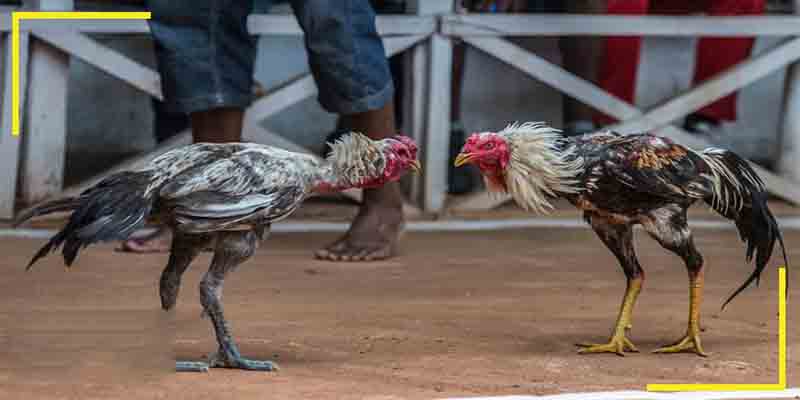 Đá Gà Thomo: Trải Nghiệm Tại Hello88 Với Trận Đấu Kịch Tính 3 Phân tích kỹ thuật liên quan đá gà thomo